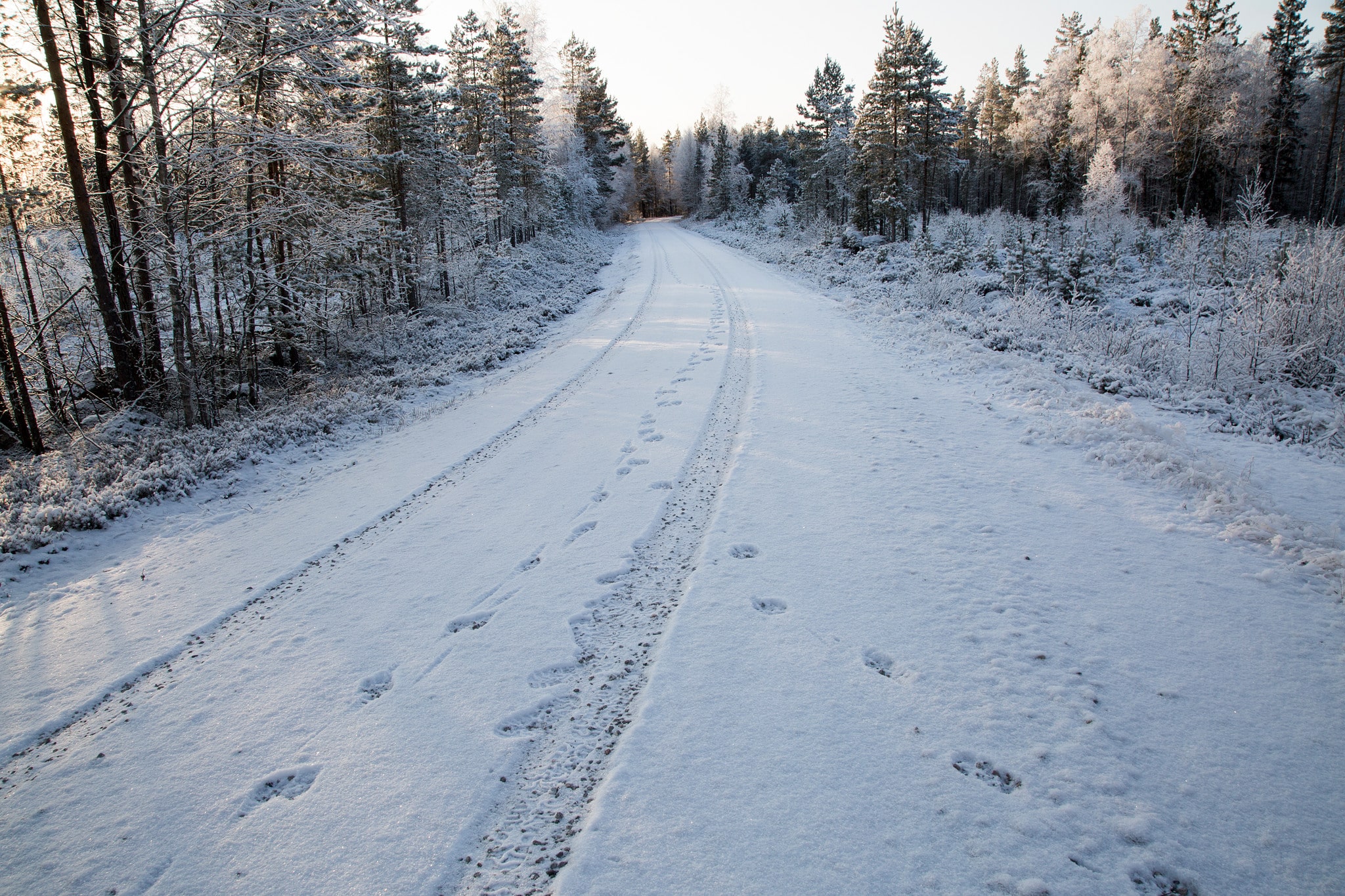 Enligt nya regler ska det vara två eftersöksjägare som arbetar tillsammans med trafikeftersök på större rovdjur i Värmland, både för deras egen säkerhet men även hundarnas. Foto: Olle Olsson