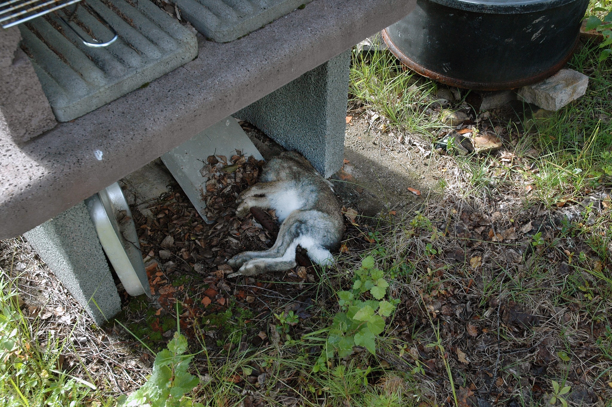 Harar dör inom några dagar efter att ha blivit infekterade, medan människor får influensaliknande symptom av harpest. Foto: Niklas Lundberg