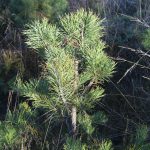 Efterfrågan på tallplantor ökar. Foto: Jan Henricson