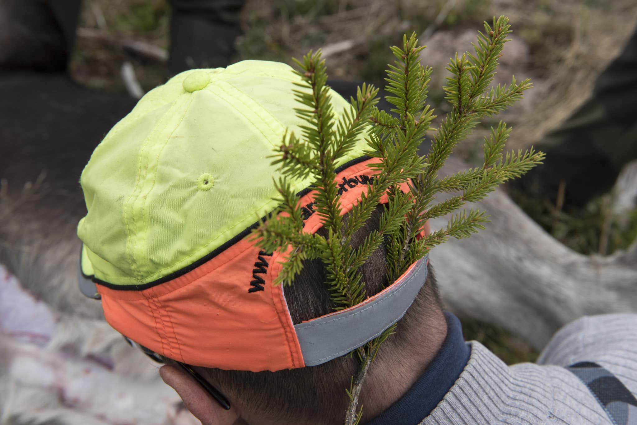 En allt ovanligare syn. Älgavskjutningen i södra Sverige släpar långt efter tilldelningen. Ett tecken på att förvaltningsplanerna är uppfyllda, eller att älgstammen minskat för mycket? Foto: Jan Henricson