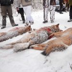Eftersom vargarna i Dalarna och Gävleborg redan är skjutna prövar inte Förvaltningsrätten i Falun sakfrågan utan avskriver målet. Foto: Lars-Henrik Andersson