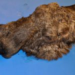 Trots att överkäken var kraftigt vriden har älgtjuren kunnat äta och idissla. Foto: SVA