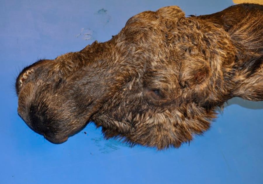 Trots att överkäken var kraftigt vriden har älgtjuren kunnat äta och idissla. Foto: SVA