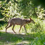 Vargtiken i Sjundareviret fångades på bild innan den fälldes vid en skyddsjakt. Den fick minst tre valpar. Foto: Petter Rybäck