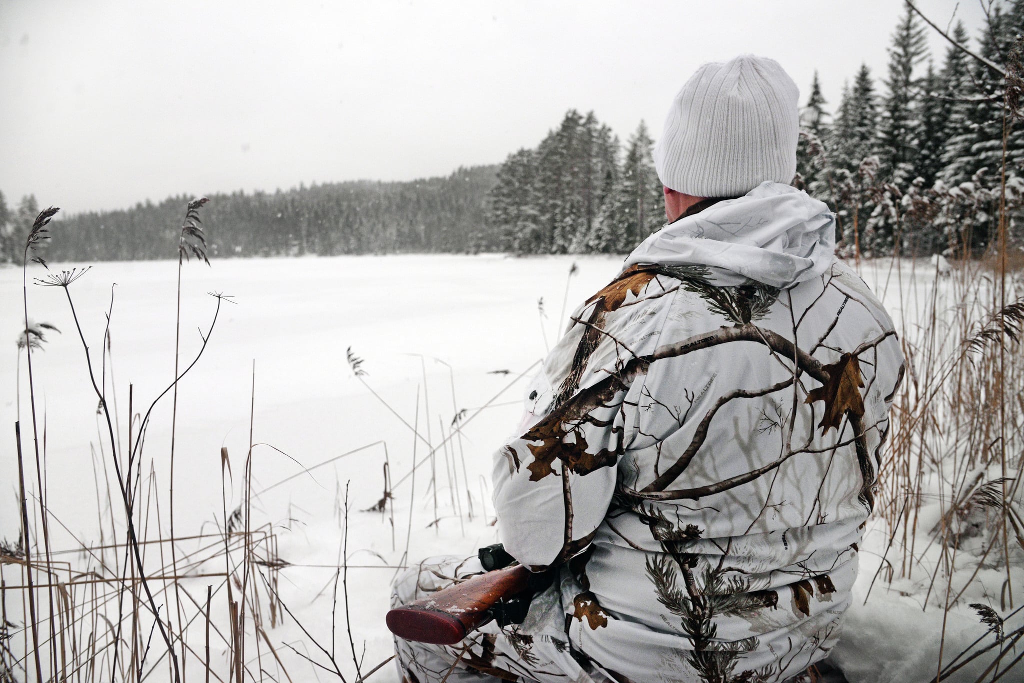 Tiden för vargjakt rinner ut när licensjaktbeslutet förhalas i domstolsprocesser. Naturvårdsverket avvisar länsstyrelsernas och Jägareförbundets begäran om förlängd vargjakt. Foto: Lars-Henrik Andersson