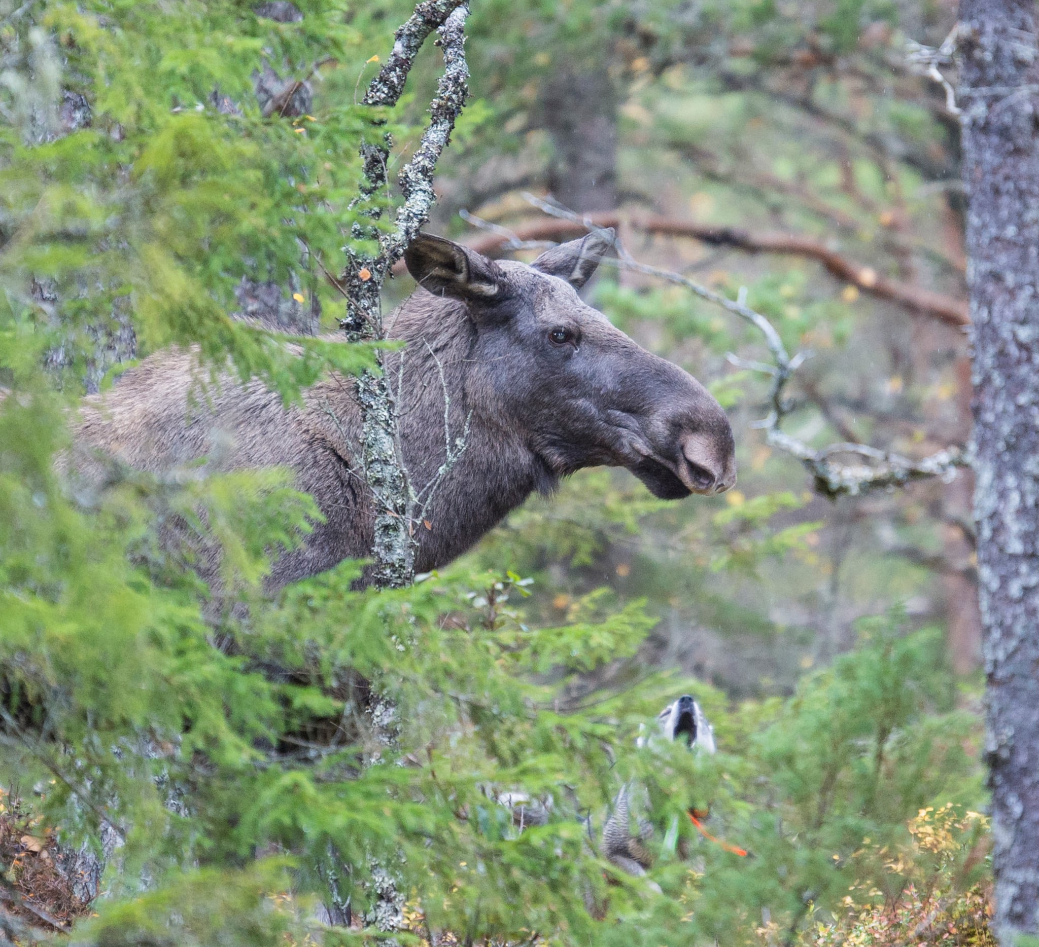 Jaktlag som inte rapporterat sin älgjakt och heller inte betalat in fällavgifter polisanmäls nu av länsstyrelsen i Västerbotten. Foto: Kjell-Erik Moseid