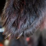 De rättsliga turerna fortsätter kring den björn som fälldes utanför Överkalix hösten 2013. Foto: Olle Olsson