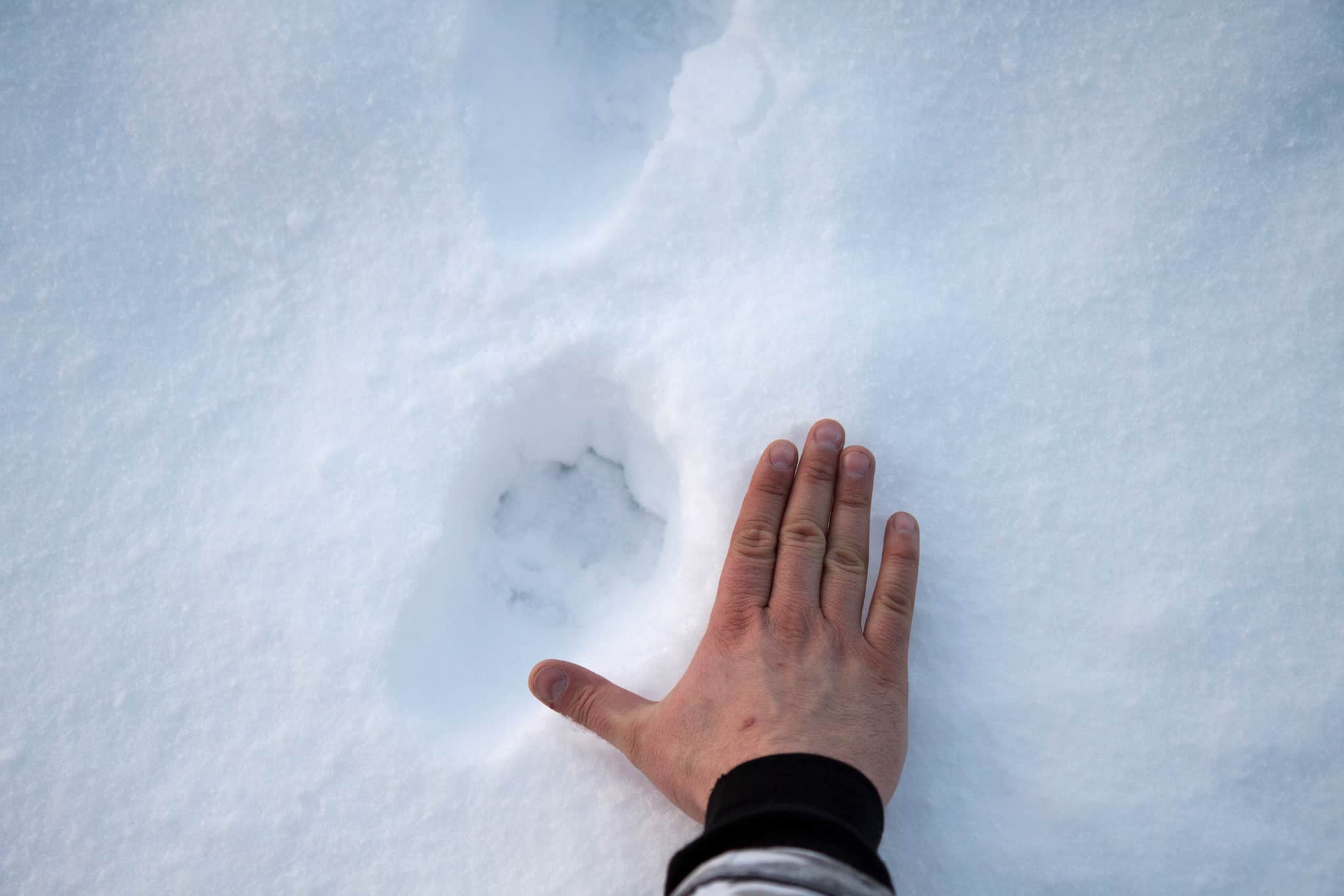 Lodjursspår. Foto: Olle Olsson