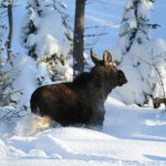 Arkivbild: Kenneth Johansson