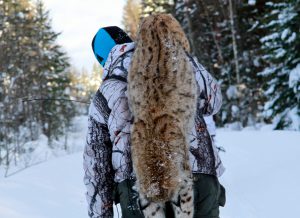 Från den 1 april får jakt på samtliga stora rovdjur överklagas till domstol. Detta efter ett regeringsbeslut. Foto: Olle Olsson