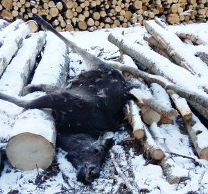 Älgkalven har gått på vältan och gnagt bark när den fastnat med båda frambenen i glipan mellan två aspbitar, ramlat och därefter inte kunnat ta sig upp. Foto: Niklas Einar