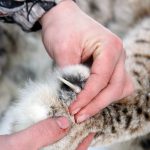 Jägareförbundet vill att Förvaltningsrätten undanröjer Naturvårdsverkets beslut att stoppa lojakten i Västerbotten. Foto: Olle Olsson