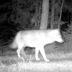 Bild ur filmen som tagits av länsstyrelsens övervakningskamera. Foto: LE Carlsson Länsstyrelsen i Skåne