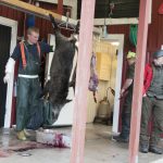 Den starka rekommendationen till jägare är att alltid låta trikintesta sina djur. Provet kan tas av den så kallade njurtappen eller av läggen. Foto: Jan Henricson