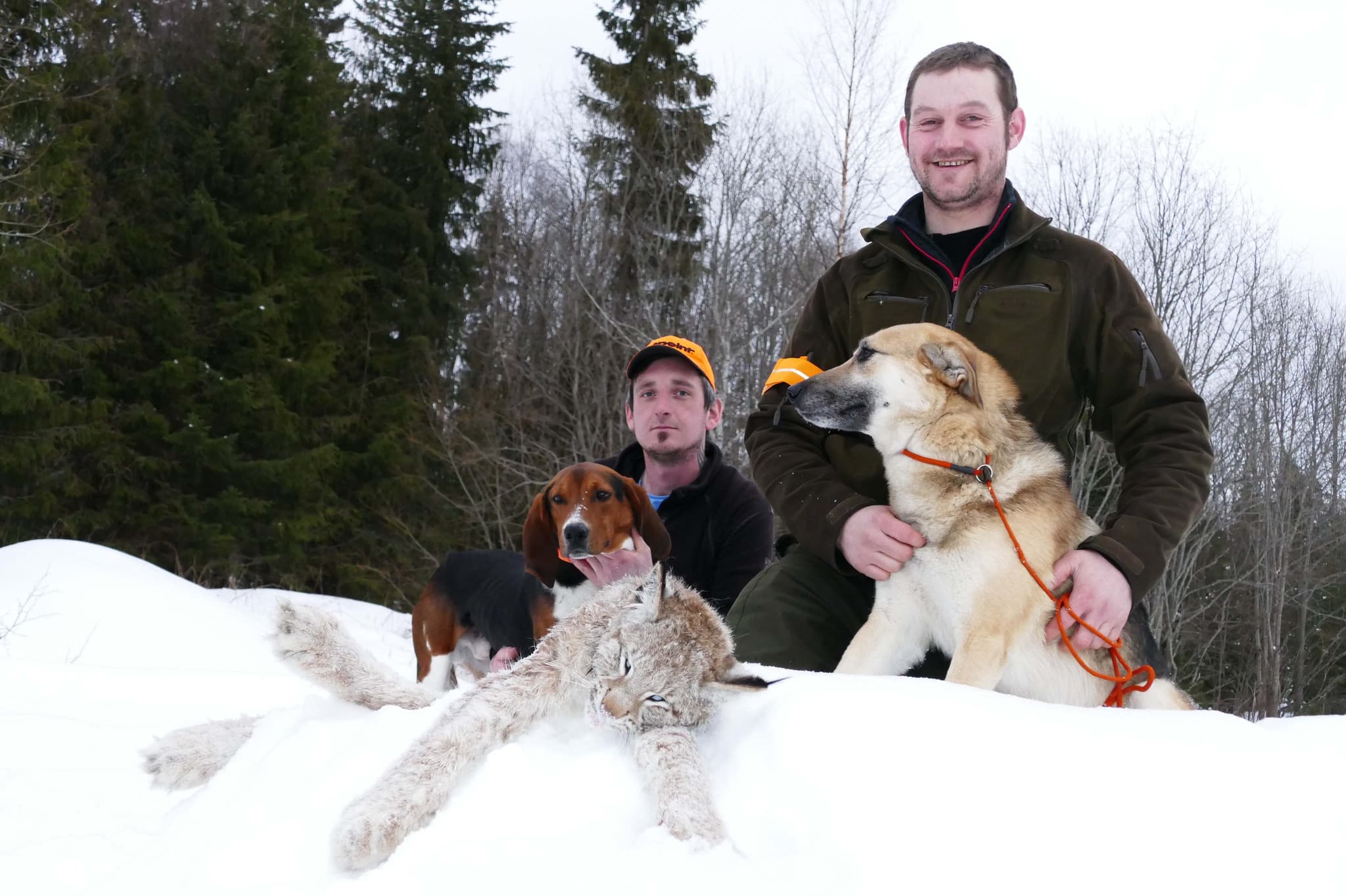 Roy Ytterdahl och Rune Holthe med hundarna Spike och Alaska hade en lyckad jakt i Backe, Strömsunds kommun. Rune Holthe sköt lodjuret i inspåret efter en timmes spännande drev. Foto: Boo Westlund