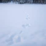 I EU-landet Finland sköts 477 lodjur det senaste jaktåret. Foto: Olle Olsson