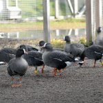 Fjällgäss på avelsanläggningen på Öster Malma i Södermanland. Nu vill länsstyrelsen i Norrbotten att fjällgässens häckningsplats i Arjeplogsfjällen får ett starkare skydd. Foto: Lars-Henrik Andersson