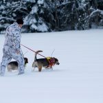 Lodjursjakten i Västerbotten får starta i morgon, 9 mars. Foto: Olle Olsson