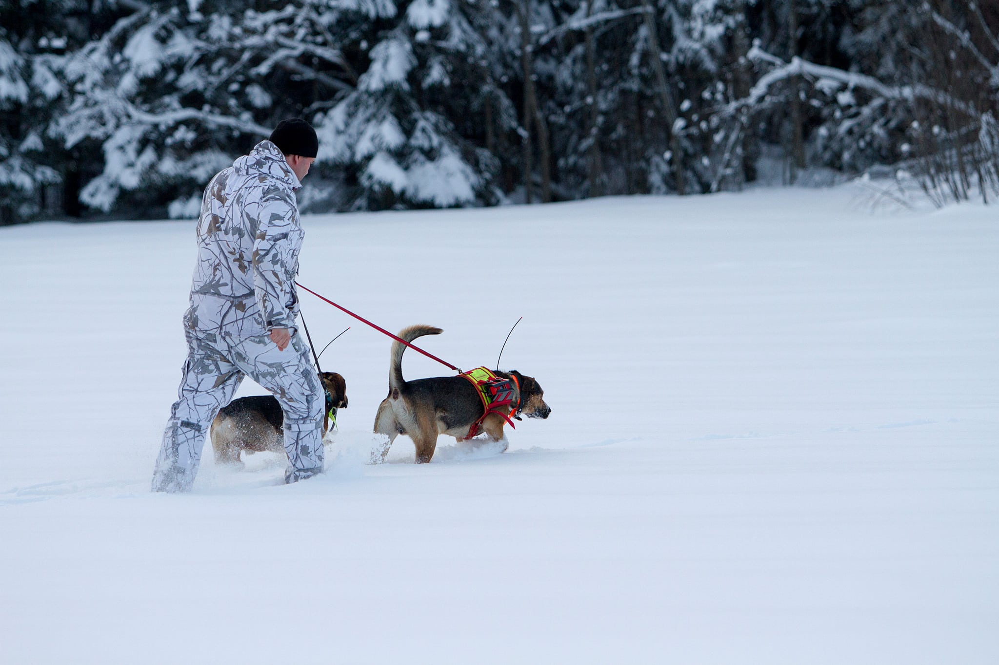 Lodjursjakten i Västerbotten får starta i morgon, 9 mars. Foto: Olle Olsson