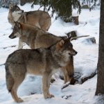 ”Dessa individer är genetiskt viktiga för den skandinaviska vargstammen”, skriver länsstyrelsen i Dalarna i sitt avslag på en skyddsjaktsansökan. Foto i Lycksele djurpark: Lars Nilsson