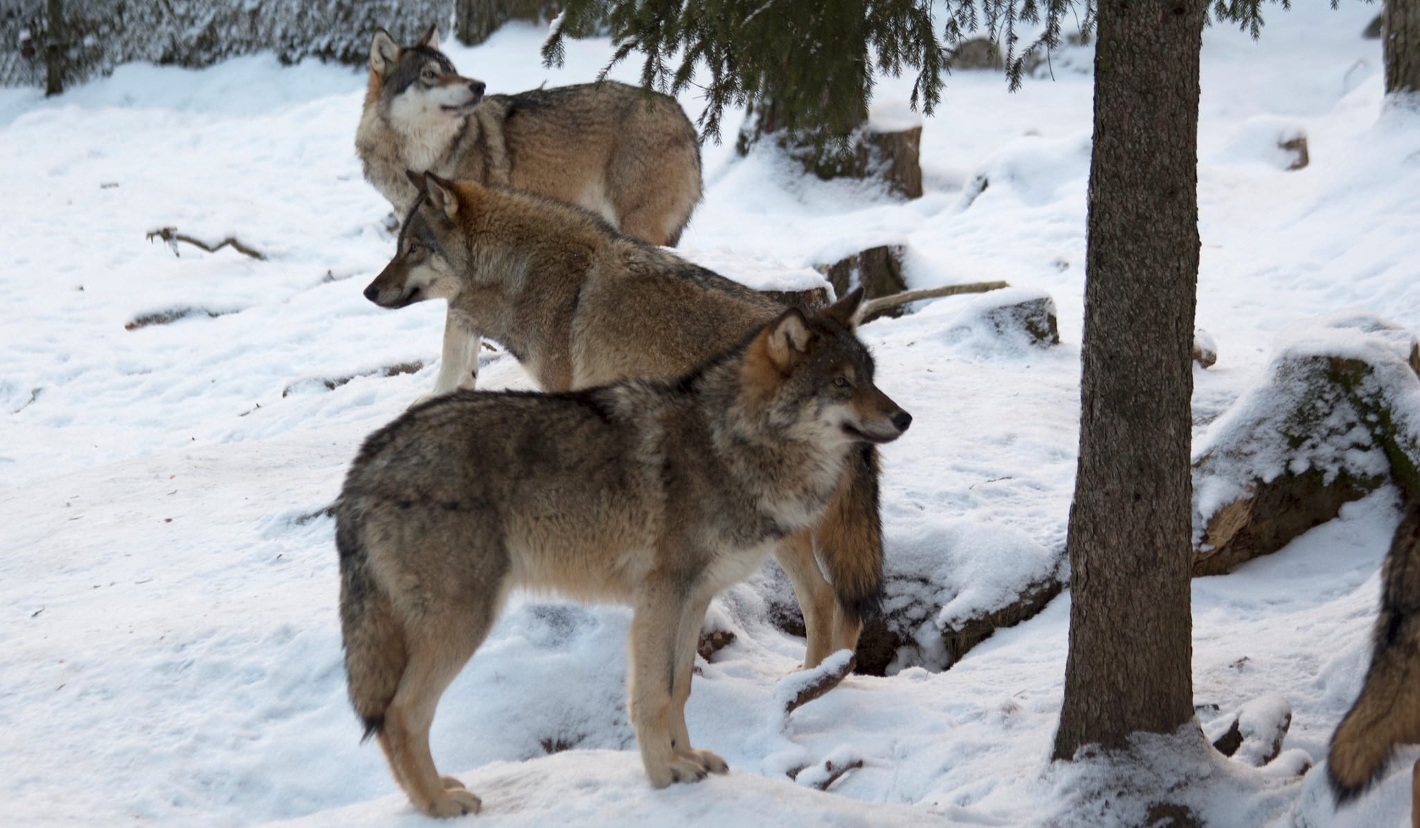 ”Dessa individer är genetiskt viktiga för den skandinaviska vargstammen”, skriver länsstyrelsen i Dalarna i sitt avslag på en skyddsjaktsansökan. Foto i Lycksele djurpark: Lars Nilsson