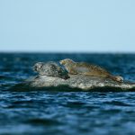 Fler sälar kommer att få fällas på skyddsjakt under året, men det blir hårdare regler för var, enligt Naturvårdsverkets förslag som nu är ute på remiss. Foto: Kenneth Johansson