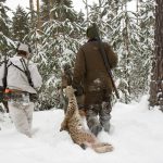 Endast ett lodjur återstår av tilldelningen i Västerbotten. Foto: Olle Olsson