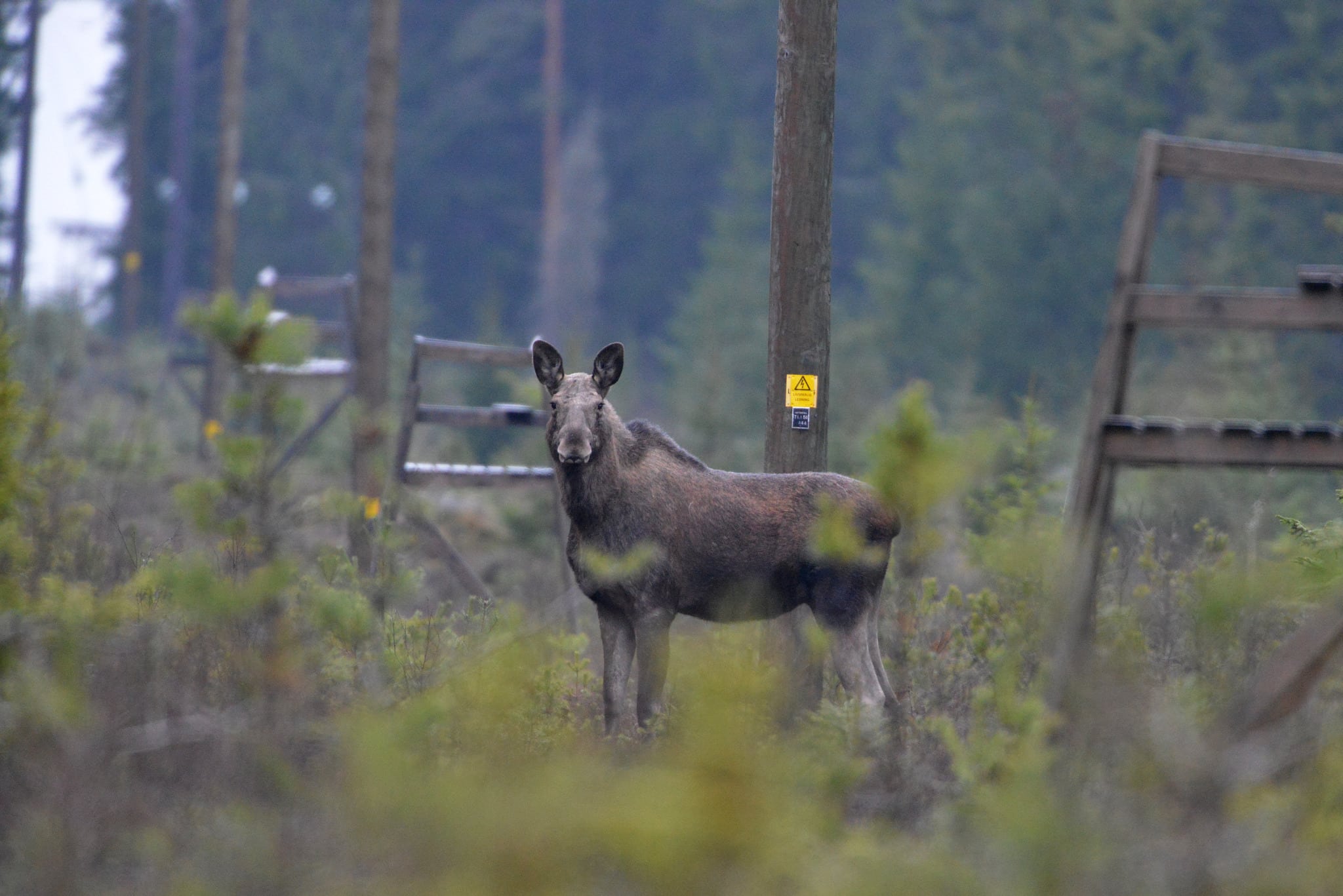 Älgen föll på fel sida markgränsen, vilket ledde till en rättssak. Foto: Kenneth Johansson