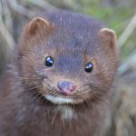 Minken står för många skador hos vattenbruksföretagen. Foto: Kenneth Johansson