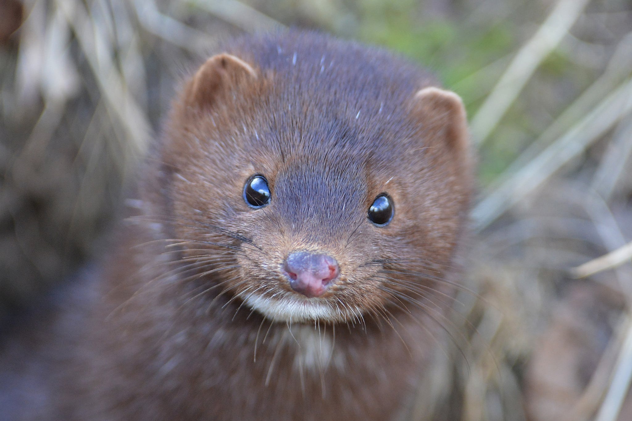 Minken står för många skador hos vattenbruksföretagen. Foto: Kenneth Johansson