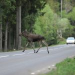 Jägarna misstänks ha genskjutit älgar under älgjakten. Arkivfoto: Kenneth Johansson