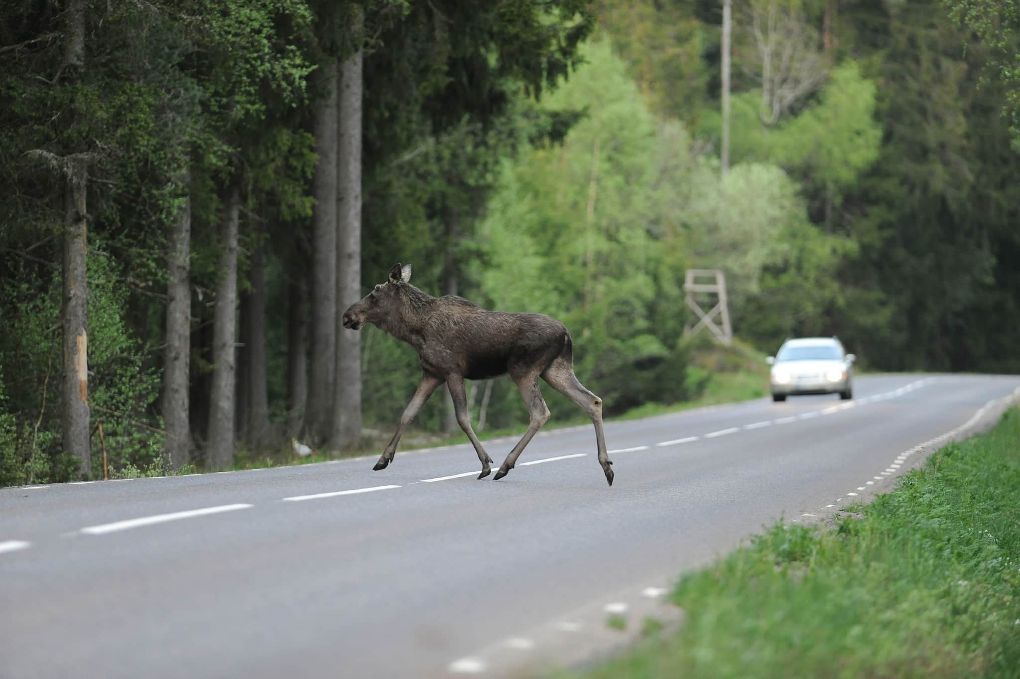 Jägarna misstänks ha genskjutit älgar under älgjakten. Arkivfoto: Kenneth Johansson