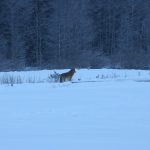 Varghanen fotograderades från köksfönster i byn Lövberga norr om Strömsund i början av februari. Foto: Kicki Grankvist