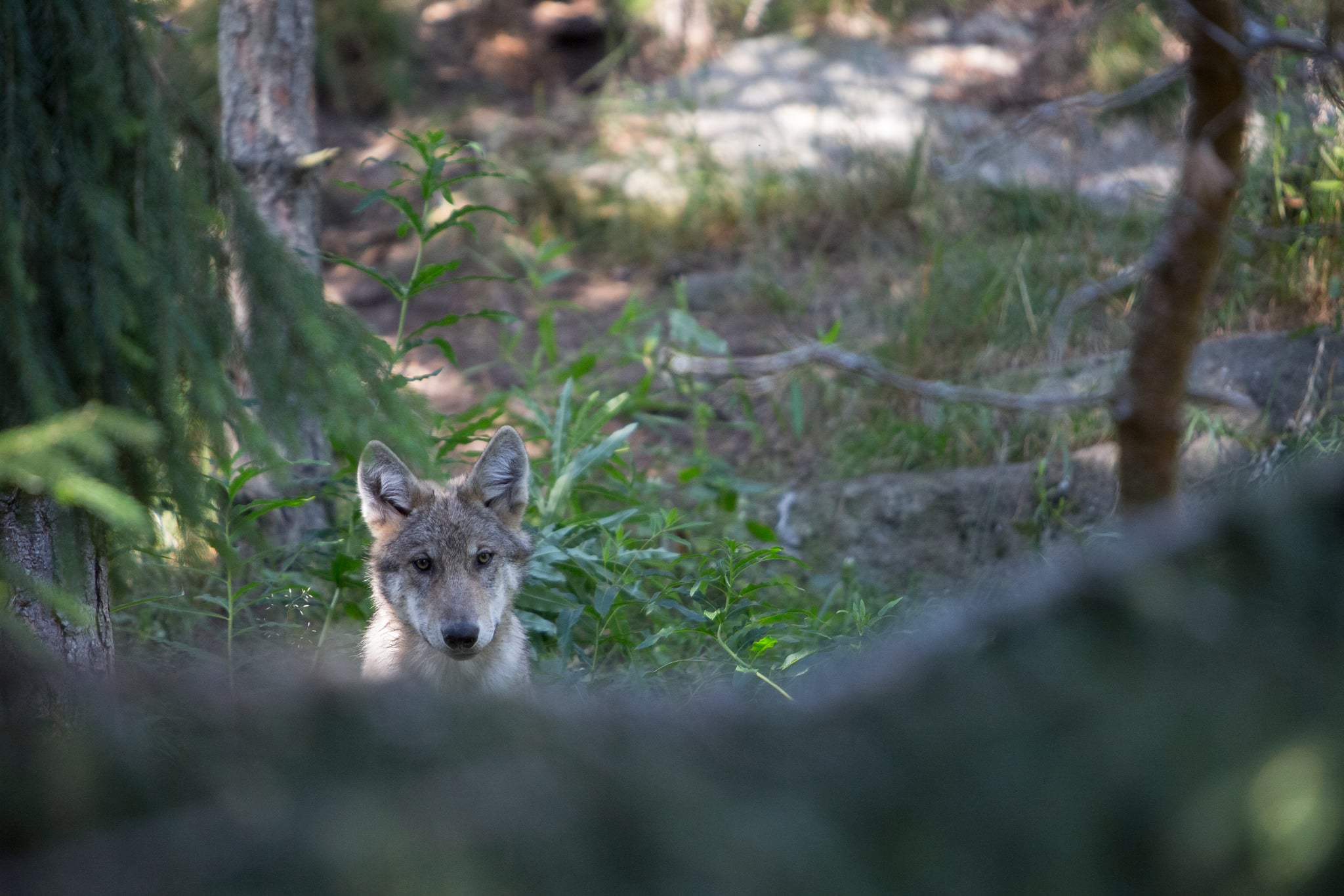 I ett nytt förslag vill Naturvårdsverket kunna sätta ut djurparksvalpar utan medgivande från jakträttsinnehavare. Arkivbild: Olle Olsson