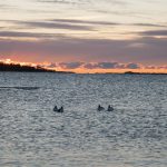 Sjöfågeljägarna i Blekinge vill ha tillbaka jakten på de statligt ägda kronoholmarna som den var förut. Foto: Jan Henricson