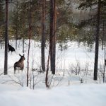 Hur rör sig älgen vintertid i kustlandet? Hur påverkas älgens rörelsemönster av viltstängsel? Det är några frågeställningar forskningsprojektet hoppas få svar på. Foto: Lars-Henrik Andersson