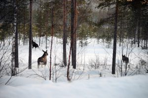 Hur rör sig älgen vintertid i kustlandet? Hur påverkas älgens rörelsemönster av viltstängsel? Det är några frågeställningar forskningsprojektet hoppas få svar på. Foto: Lars-Henrik Andersson
