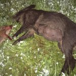 Suggan är skjuten med ett tillåtet vapen, medan kultingen är skjuten med en småviltstudsare. Jägaren som sköt frias av tingsrätten eftersom hans handlande skulle kunna betraktas som ett eftersök. Foto: Polisens förundersökningsprotokoll