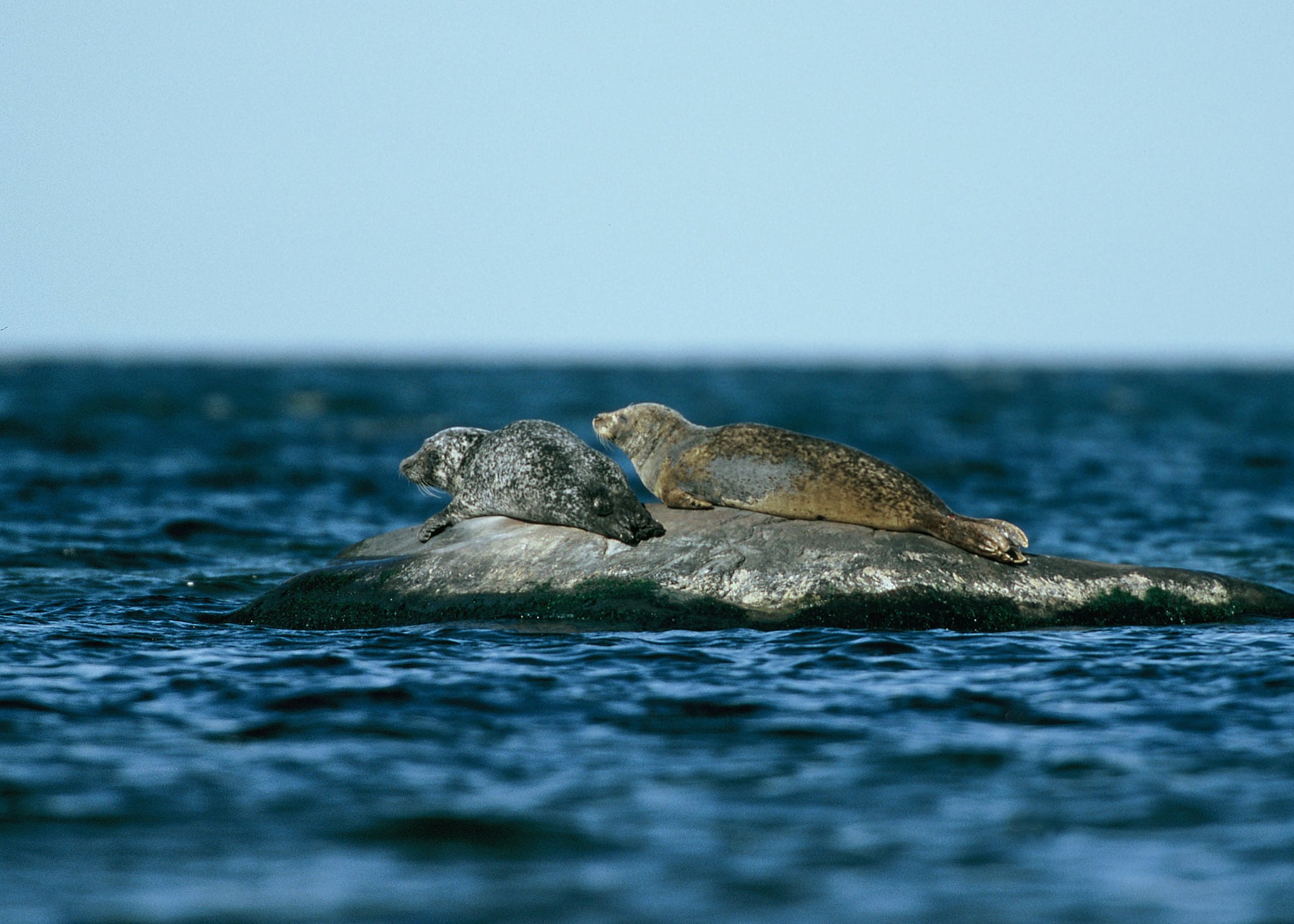 Enligt Jägareförbundet är det viktigt att det även i fortsättningen är tillåtet att jaga säl på annans jaktområde. Foto: Kenneth Johansson