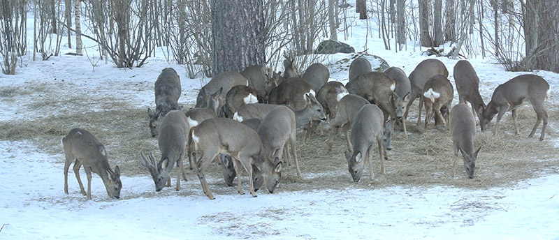 25 rådjur på samma bild. Foderplatsen i Älvkarleö var minst sagt välbesökt den 13 mars. Foto: Gunnar Ericsson