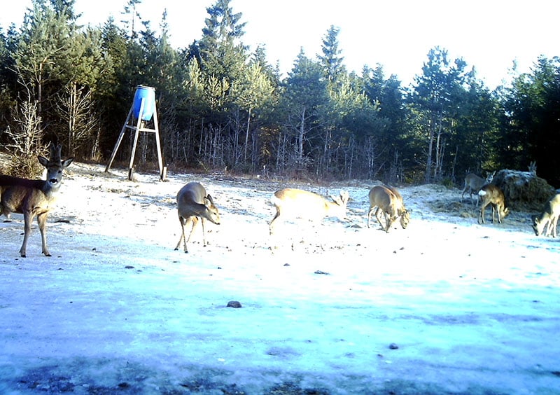 Rådjur och älg tar för sig av fodret. Foto: Privat