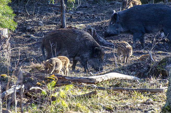 Foto: Martin Källberg