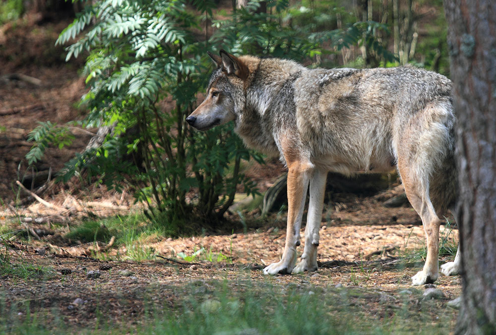 Foto (i hägn): Olle Olsson