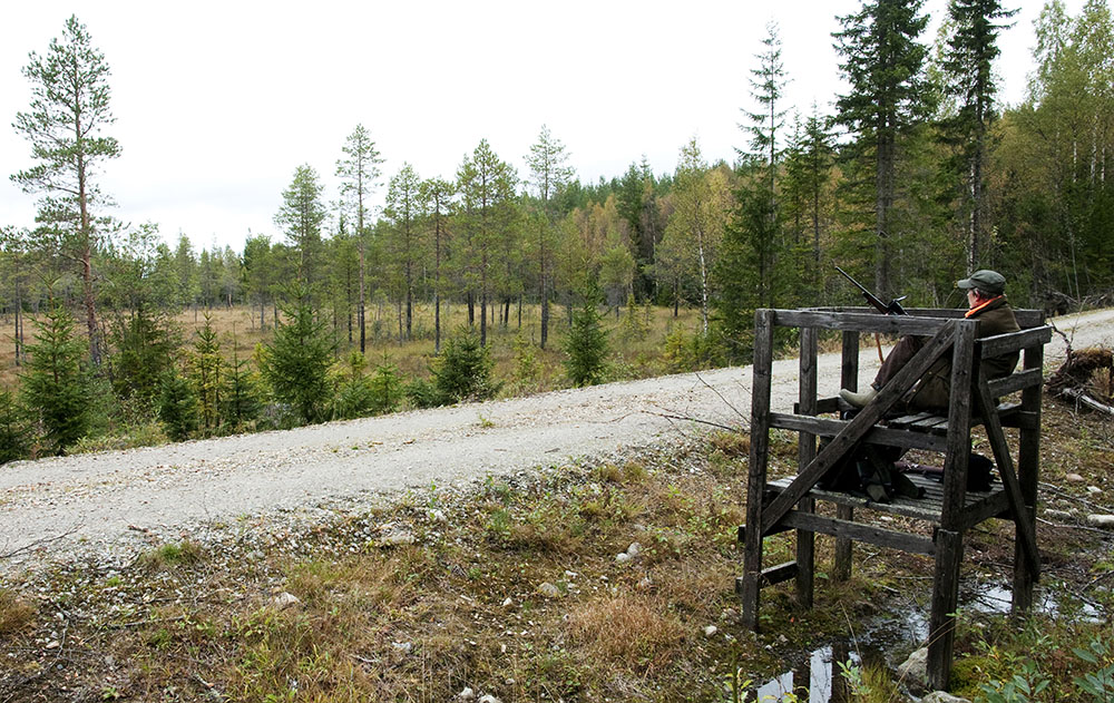 Hur ska man som jaktledare resonera vid markering av "säkra skjutriktningar"? Foto: Jan Henricson