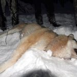Henry Svonni, ordförande i Naturdemokraterna, kräver fri jakt på varg i hela landet under perioden 15 september–15 mars. Foto: Olle Olsson