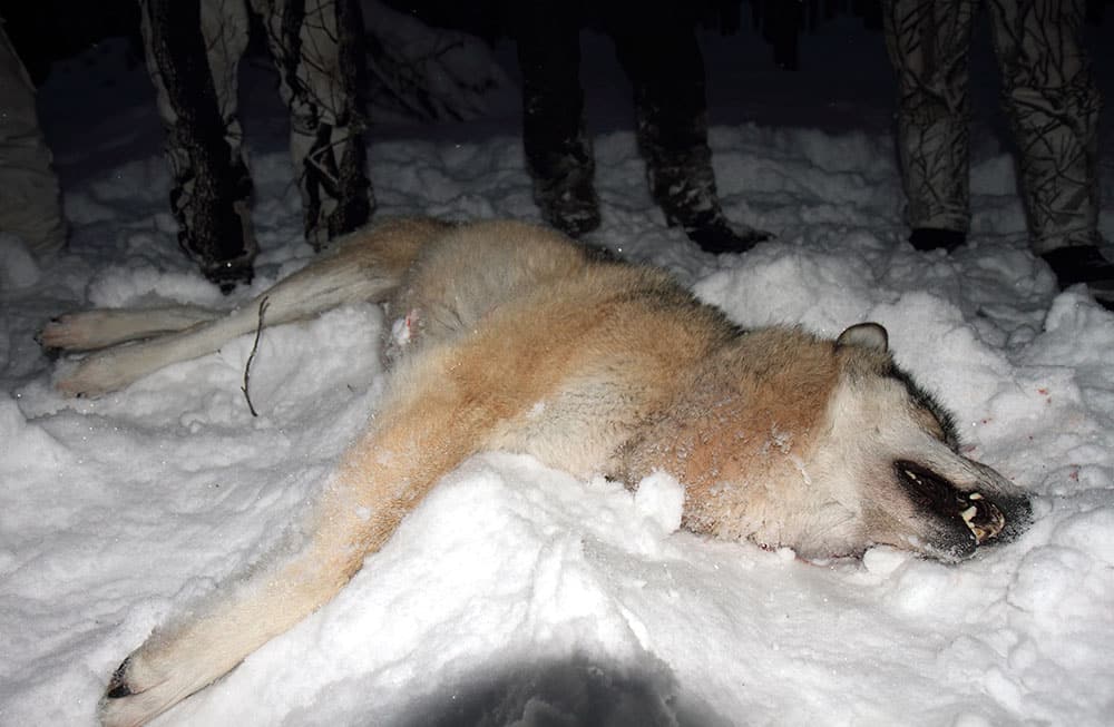 Henry Svonni, ordförande i Naturdemokraterna, kräver fri jakt på varg i hela landet under perioden 15 september–15 mars. Foto: Olle Olsson