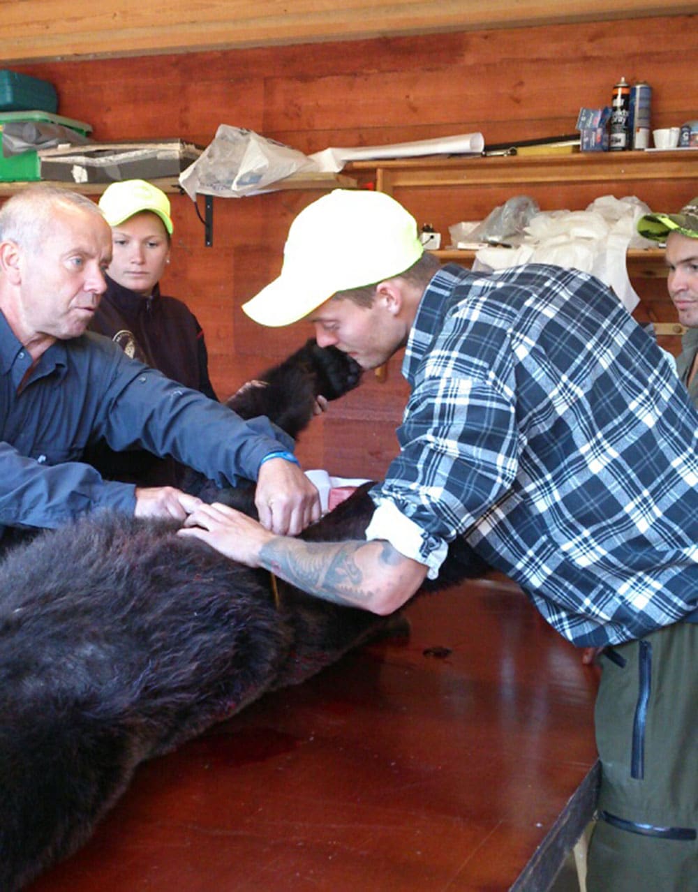 Södra Rocka jaktlag hjälps åt att flå björnen som fälldes i morse. Foto: Britt Marie Nordquist