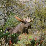 Foto: Kenneth Johansson