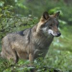 Foto (i hägn): Marie Gadolin