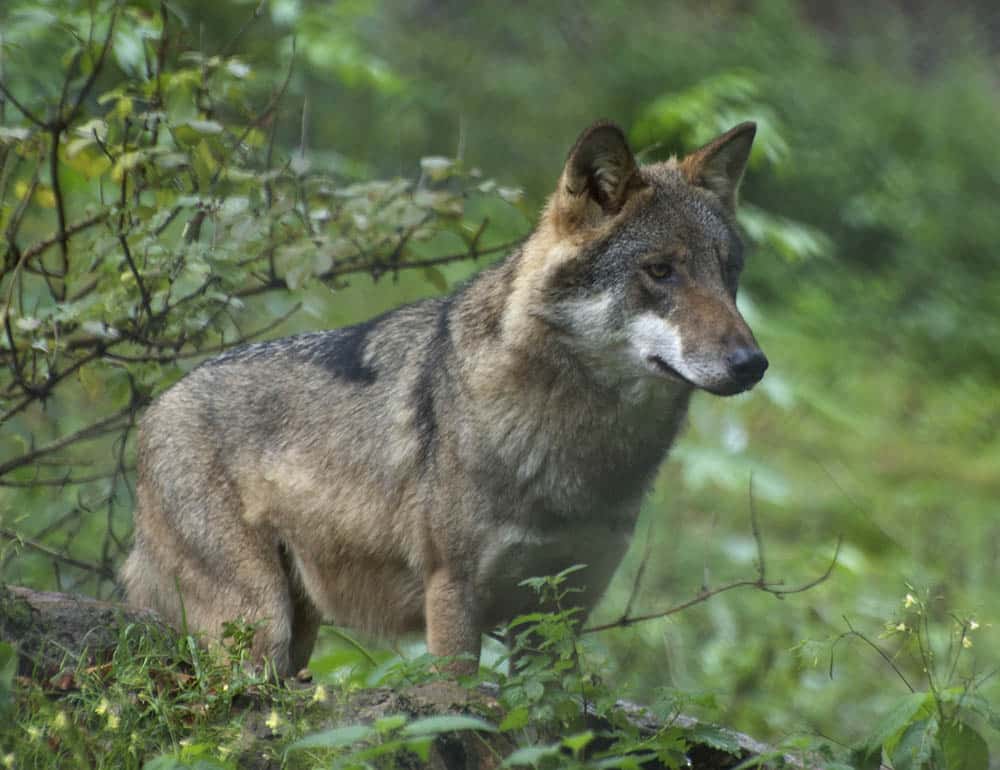 Foto (i hägn): Marie Gadolin